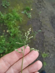 Poa annua