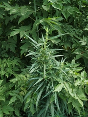 Cannabis sativa