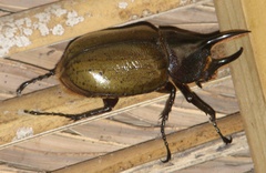 Dynastes septentrionalis