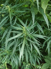 Cannabis sativa