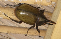 Dynastes septentrionalis