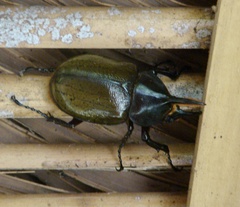 Dynastes septentrionalis