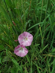 Convolvulus chinensis