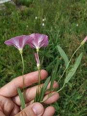 Convolvulus chinensis