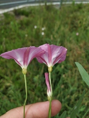 Convolvulus chinensis