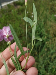Convolvulus chinensis