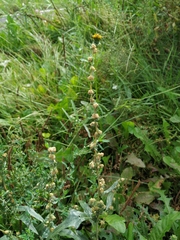 Atriplex tatarica