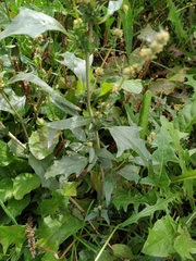 Atriplex tatarica