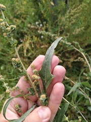 Atriplex tatarica