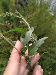Atriplex tatarica