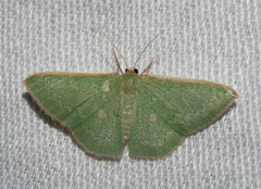 Chlorocoma cyclosema