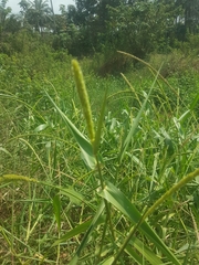 Hymenachne amplexicaulis