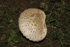 Saproamanita vittadinii