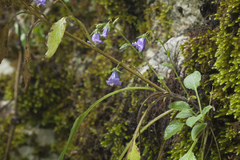 Campanula longistyla