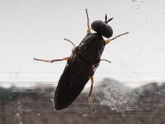 Scenopinus fenestralis