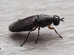 Scenopinus fenestralis