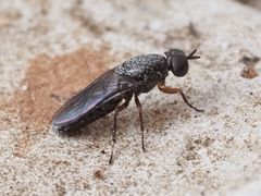 Scenopinus fenestralis