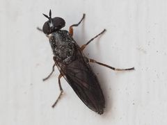 Scenopinus fenestralis