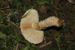 Saproamanita vittadinii