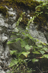 Campanula alliariifolia