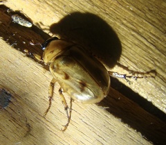 Ancognatha