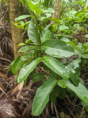 Hippocratea volubilis