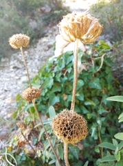 Phlomis fruticosa