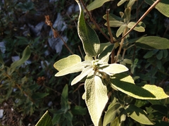 Phlomis fruticosa