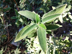 Phlomis fruticosa