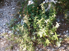 Phlomis fruticosa