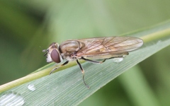 Platycheirus manicatus