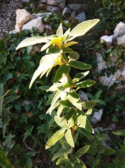 Phlomis fruticosa