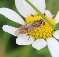 Platycheirus manicatus