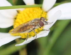 Platycheirus manicatus