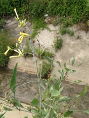Nicotiana glauca