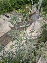 Nicotiana glauca