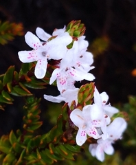 Westringia rubiifolia