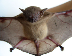 Lesser Asiatic Yellow House Bat photo 3