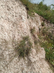 Gypsophila patrinii