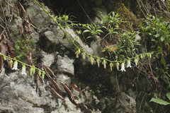 Campanula alliariifolia
