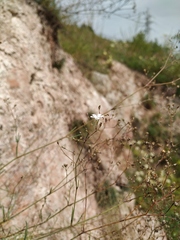 Gypsophila patrinii