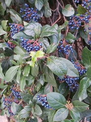 Viburnum tinus