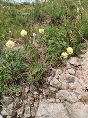 Allium stellerianum