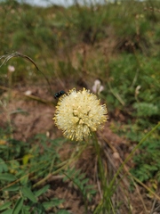 Allium stellerianum