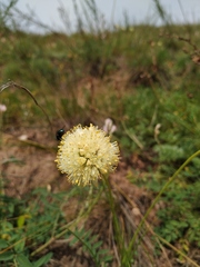 Allium stellerianum