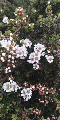 Leptospermum rupestre