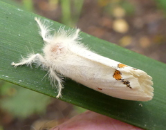 Euproctis haemodetes