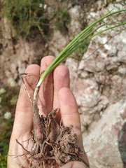 Allium stellerianum