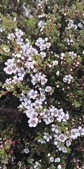 Leptospermum rupestre
