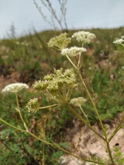 Kitagawia baicalensis
